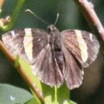 image of banded_butterfly #53