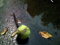 image of tennis_ball