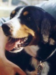 image of entlebucher