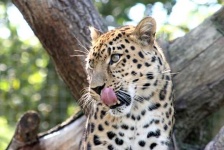 image of jaguar_car