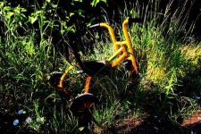 image of tricycle
