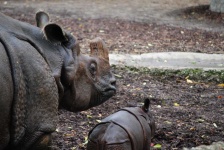 image of animal