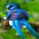 image of bird