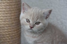 image of british_shorthair #0