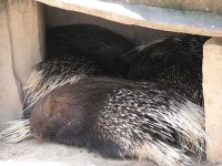 image of porcupine