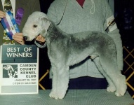 image of bedlington_terrier