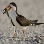 image of bird