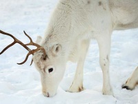 image of reindeer #12
