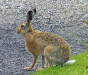 image of hare