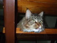 image of maine_coon #30
