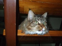 image of animal
