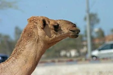 image of arabian_camel