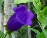 image of flower
