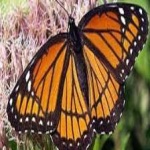 image of animal