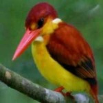 image of bird