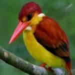 image of rufous_kingfisher #20