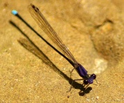 image of damselfly #26