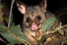 image of possum #41