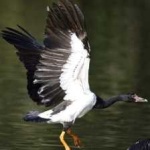 image of bird