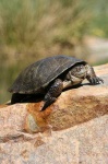 image of mud_turtle