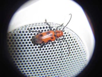 image of long_horned_beetle