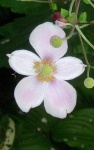 image of flower