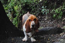 image of basset_hound #15