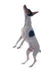 image of toy_terrier