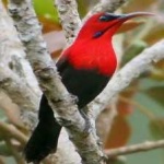 image of bird