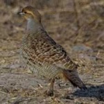 image of bird