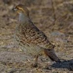 image of black_francolin #1