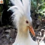 image of bird