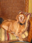 image of vizsla
