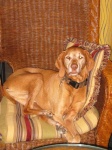 image of vizsla #34