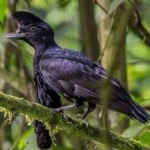image of bird