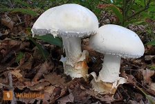 image of mushrooms