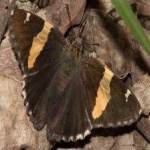 image of banded_butterfly #127