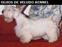 image of sealyham_terrier