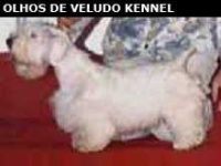 image of sealyham_terrier #12