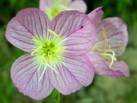 image of flower