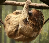 image of sloth