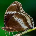 image of animal