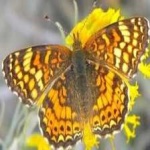 image of animal