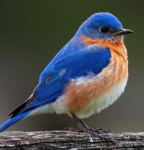image of bluebird