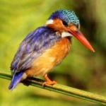 image of bird