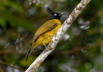 image of bulbul