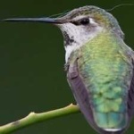 image of bird