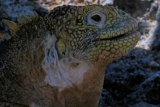image of common_iguana
