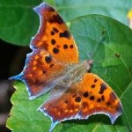image of animal
