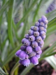 image of grape_hyacinth #16